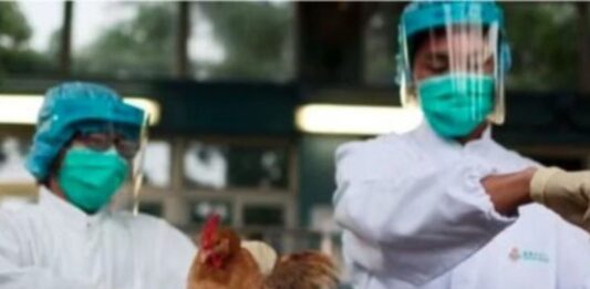 Italia: Confirman contagio de gripe aviar H9N2