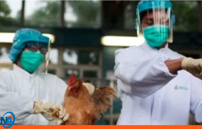 Italia: Confirman contagio de gripe aviar H9N2
