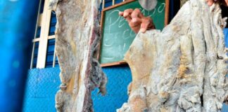 Minec incautó carne de baba chigüire