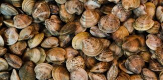 Nápoles consumo marisco crudo Hepatitis A