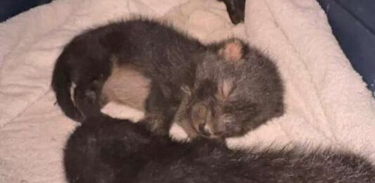 Parque Nacional Henri Pittier rescate de zorro perro