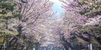 Sakura Japón cerezos
