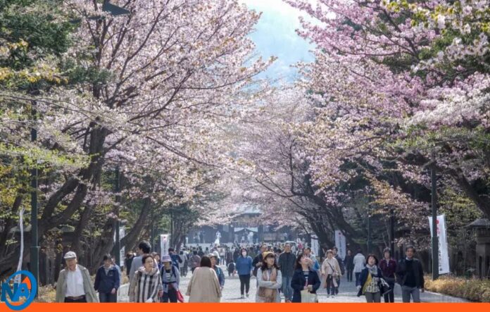 Sakura Japón cerezos