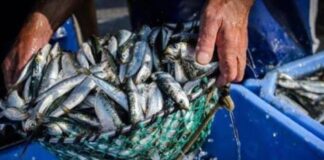 temporada pesca sardina Nueva Esparta