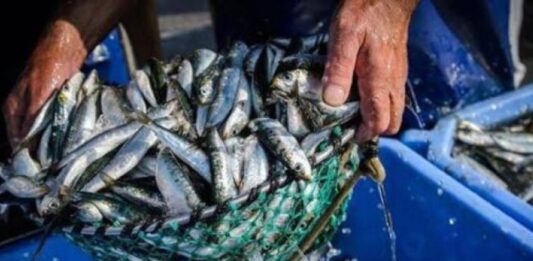 temporada pesca sardina Nueva Esparta