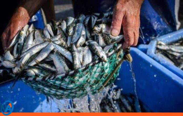 temporada pesca sardina Nueva Esparta temporada pesca sardina Nueva Esparta