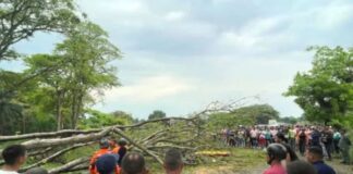 Fallece niña 8 años tras caída árbol Troncal 005