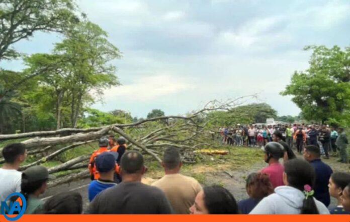 Fallece niña 8 años tras caída árbol Troncal 005