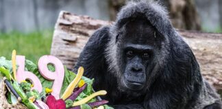 Fatou la gorila más longeva del planeta