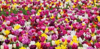 Festival Tulipanes Londres