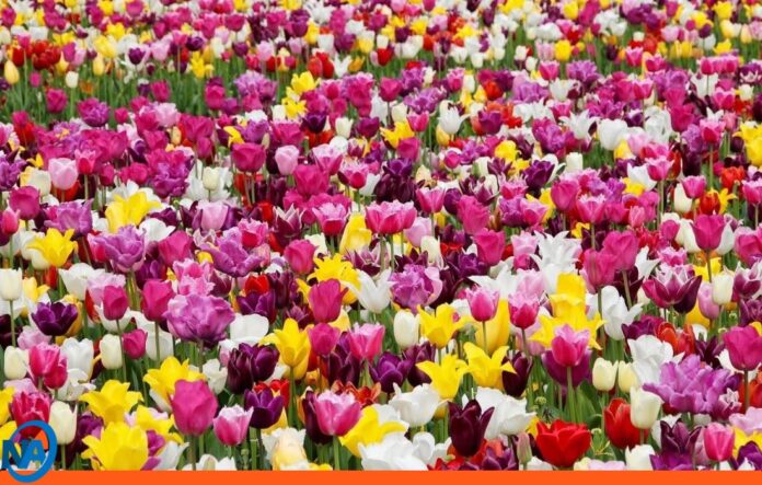 Festival Tulipanes Londres