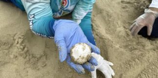 Patanemo temporada de tortuga Cardón