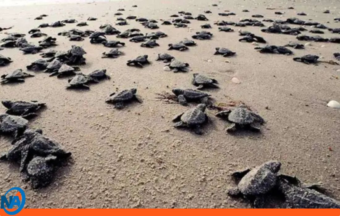 Patanemo temporada de tortuga Cardón 1-1