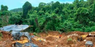 hombre aplastado árbol Bolívar