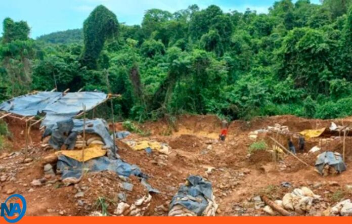 hombre aplastado árbol Bolívar hombre aplastado árbol Bolívar