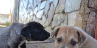 Conmoción en Maturín por el envenenamiento masivo de 150 animales. Proteccionistas convocan a marcha este miércoles