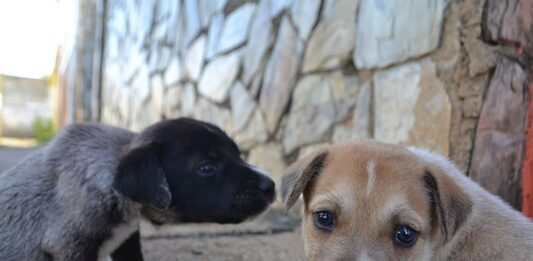 Conmoción en Maturín por el envenenamiento masivo de 150 animales. Proteccionistas convocan a marcha este miércoles