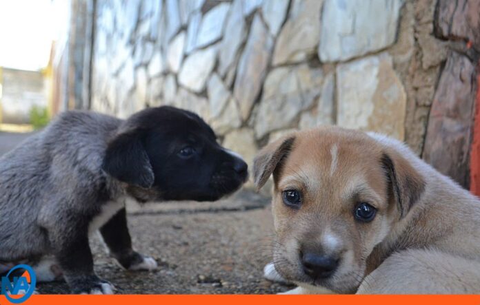 Conmoción en Maturín por el envenenamiento masivo de 150 animales. Proteccionistas convocan a marcha este miércoles