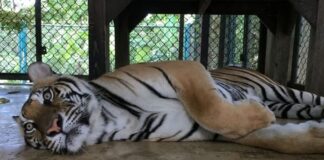 mueren tigres Tailandia