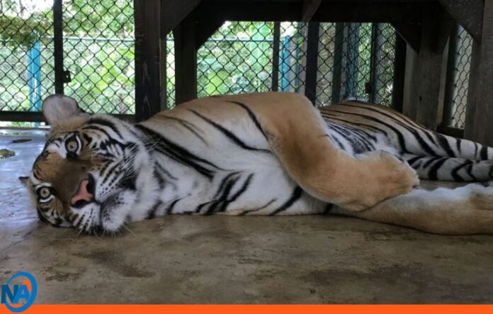 mueren tigres Tailandia