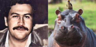 suspenden sacrificio hipopótamos Pablo Escobar