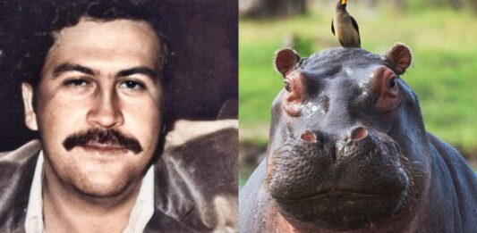 suspenden sacrificio hipopótamos Pablo Escobar