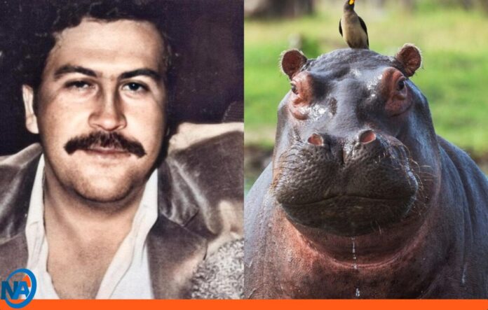 suspenden sacrificio hipopótamos Pablo Escobar suspenden sacrificio hipopótamos Pablo Escobar