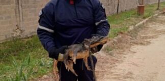 Bomberos capturan baba en Los Guayos