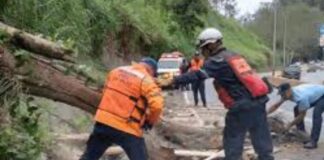 Carretera Panamericana lluvias en Miranda árbol caído