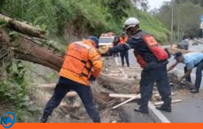 Carretera Panamericana lluvias en Miranda árbol caído