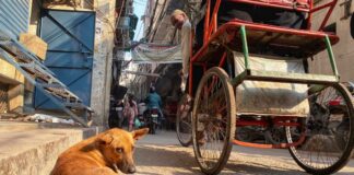 Corte Suprema de India eutanasia perros callejeros