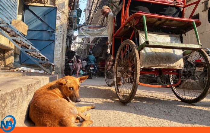 Corte Suprema de India eutanasia perros callejeros Corte Suprema de India eutanasia perros callejeros