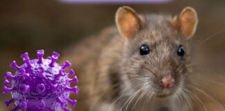 Hantavirus brote en crucero