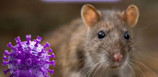 Hantavirus brote en crucero