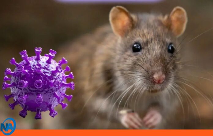 Hantavirus brote en crucero