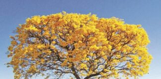 Día del Árbol Nacional en Venezuela