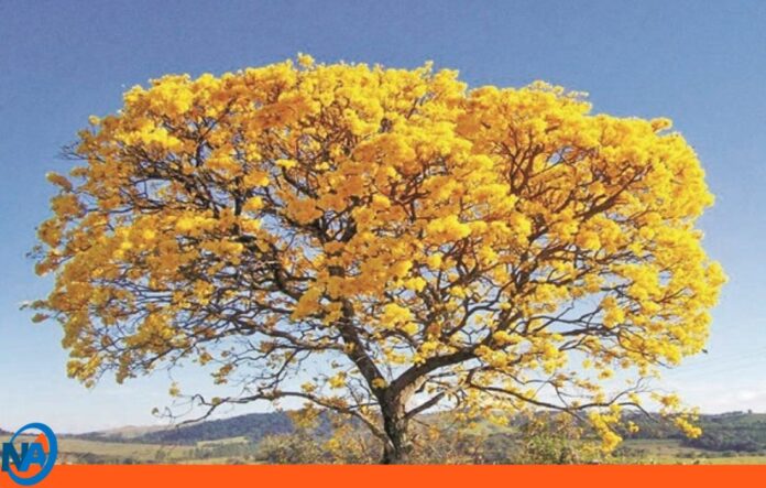 Microluna AzulDía del Árbol Nacional en Venezuela Día del Árbol Nacional en Venezuela