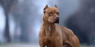 perro mata dueño La Guaira
