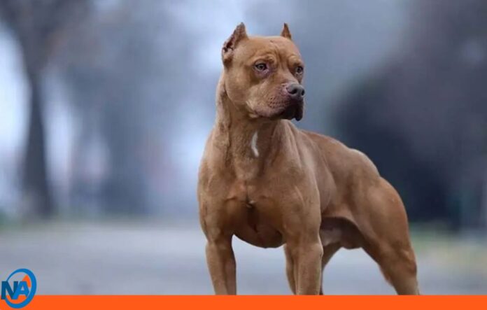 perro mata dueño La Guaira perro mata dueño La Guaira