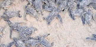 tortugas cardón Playa Parguito