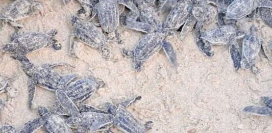 tortugas cardón Playa Parguito