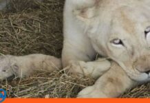 Nacimiento dos crías león blanco Timbavati