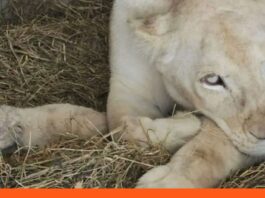 Nacimiento dos crías león blanco Timbavati