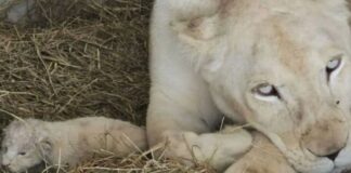 Nacimiento dos crías león blanco Timbavati