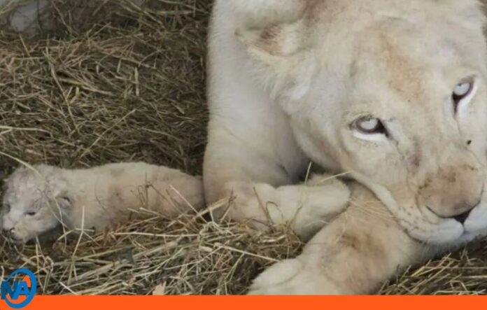Nacimiento dos crías león blanco Timbavati (1) Nacimiento dos crías león blanco Timbavati