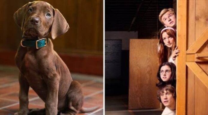 Netflix Scooby-Doo live-action