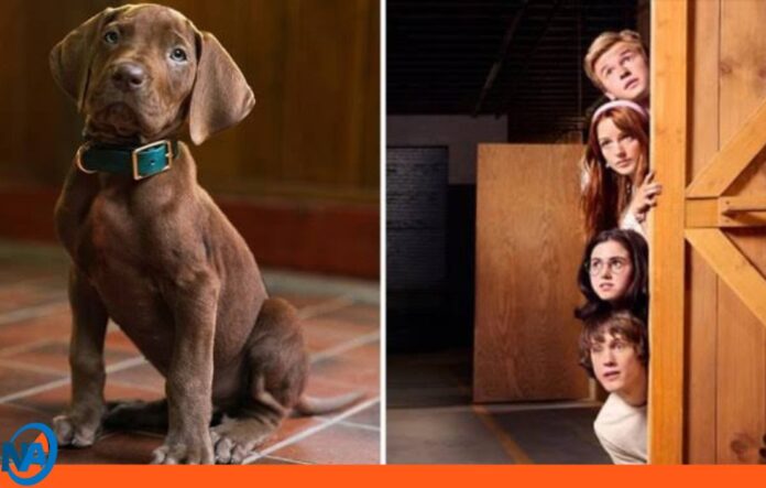 Netflix Scooby-Doo live-action Netflix Scooby-Doo live-action