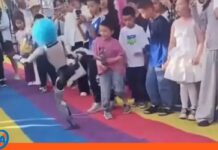 China suspende show tras agresión de un robot humanoide a un niño Robot humanoide golpea niño