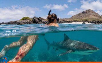 Ecuador: Tiburón ataca a una ciudadana durante un tour Turista australiana tiburón