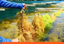 Venezuela algas marinas